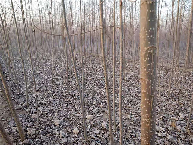 速生楊種植基地實拍