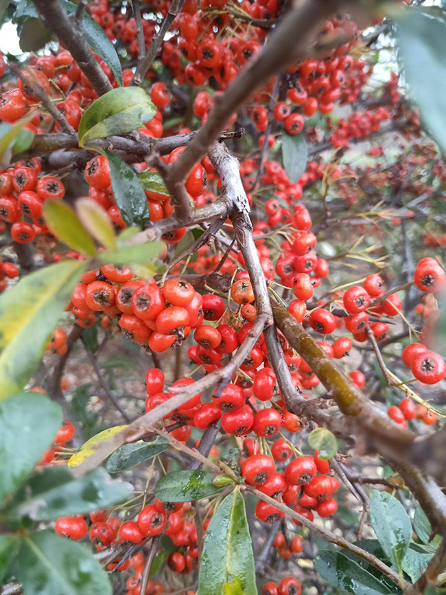 火棘多少錢一棵?2020年火棘價格最新行情預測