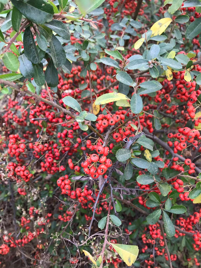 火棘多少錢一棵?2020年火棘價格最新行情預測