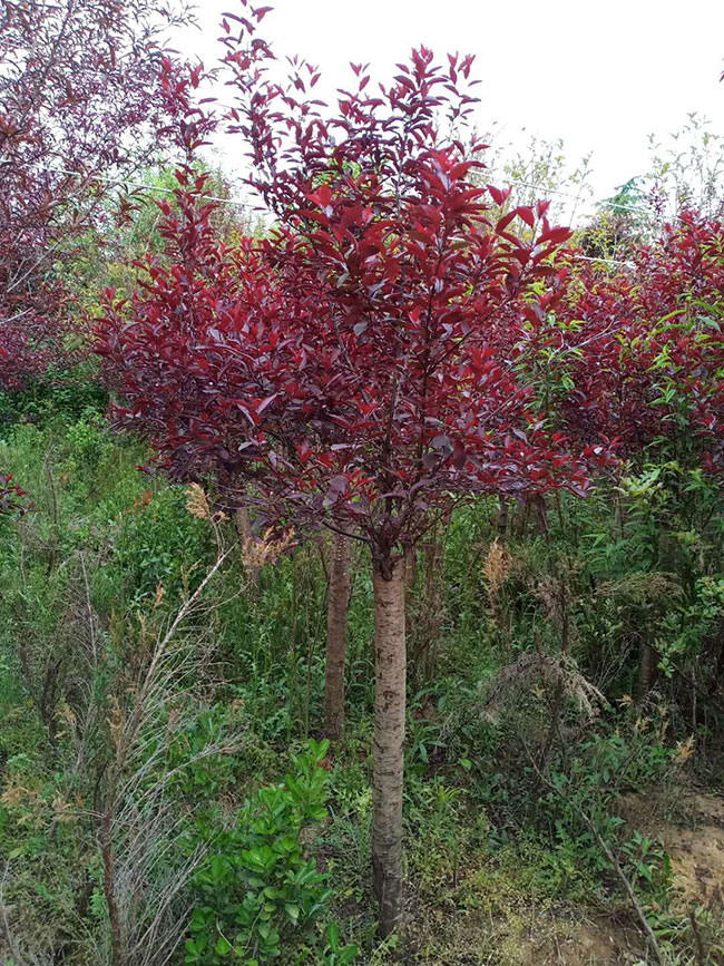 紫葉矮櫻可以扦插繁殖嗎?紫葉矮櫻扦插技術