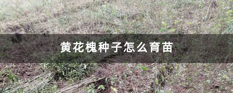 黃花槐種子怎么育苗