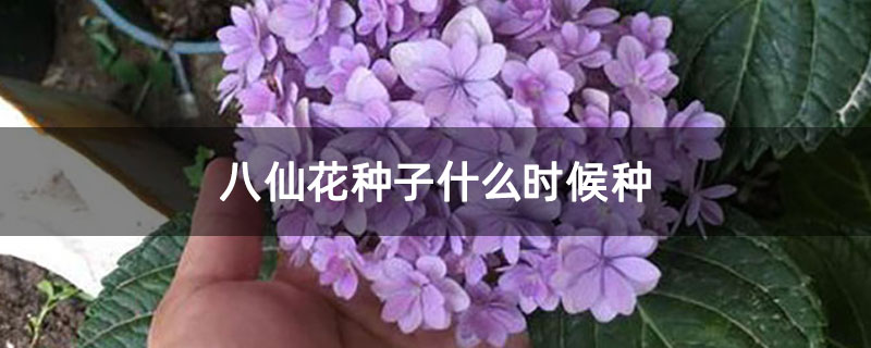 八仙花種子什么時候種