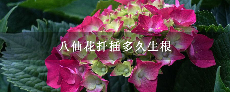 八仙花扦插多久生根