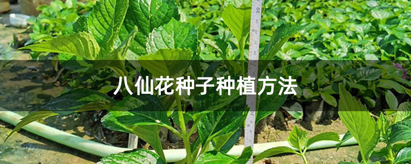 八仙花種子種植方法