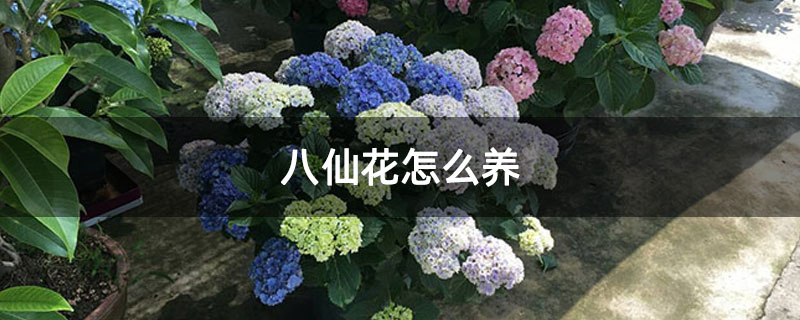 八仙花怎么養(yǎng)
