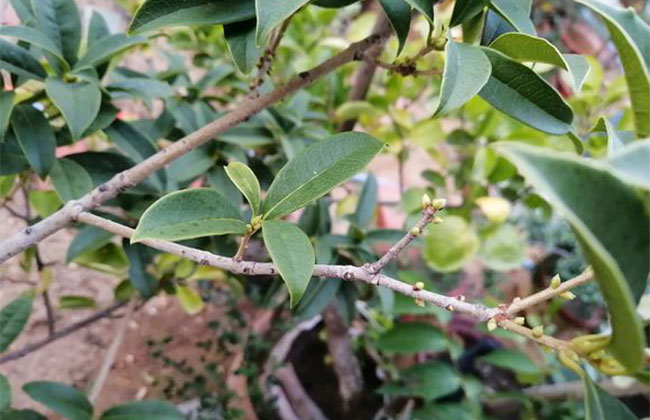 金桂樹多少錢一棵?2020年金桂樹價格最新行情預測