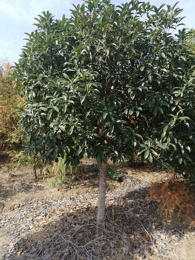 金桂價格多少錢一棵?金桂的種植方法