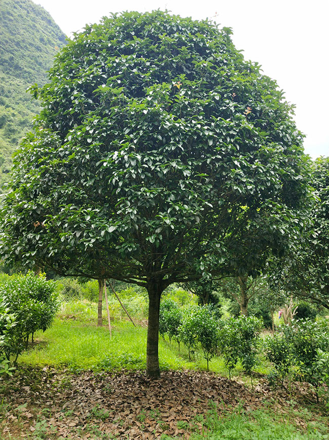 金桂價格多少錢一棵?金桂的種植方法
