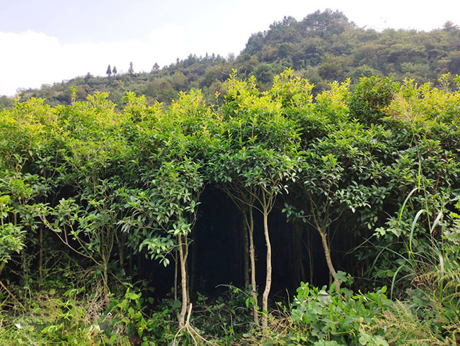 金桂多少錢一棵?2020年金桂價格最新行情預測