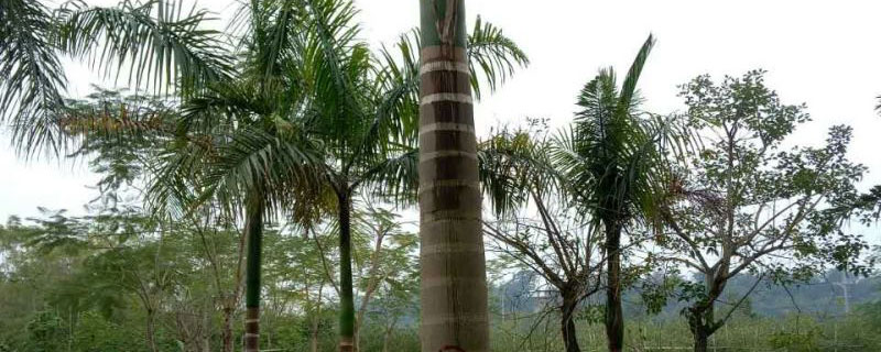 2米大王椰子樹多少錢一棵