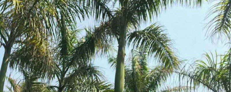 1.5米大王椰子樹苗價格多少錢一棵