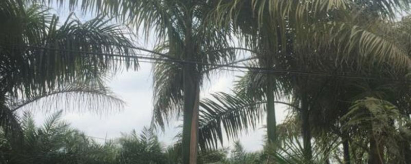 20米高大王椰子樹價(jià)格多少錢