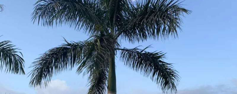 7米大王椰子價格多少錢一棵