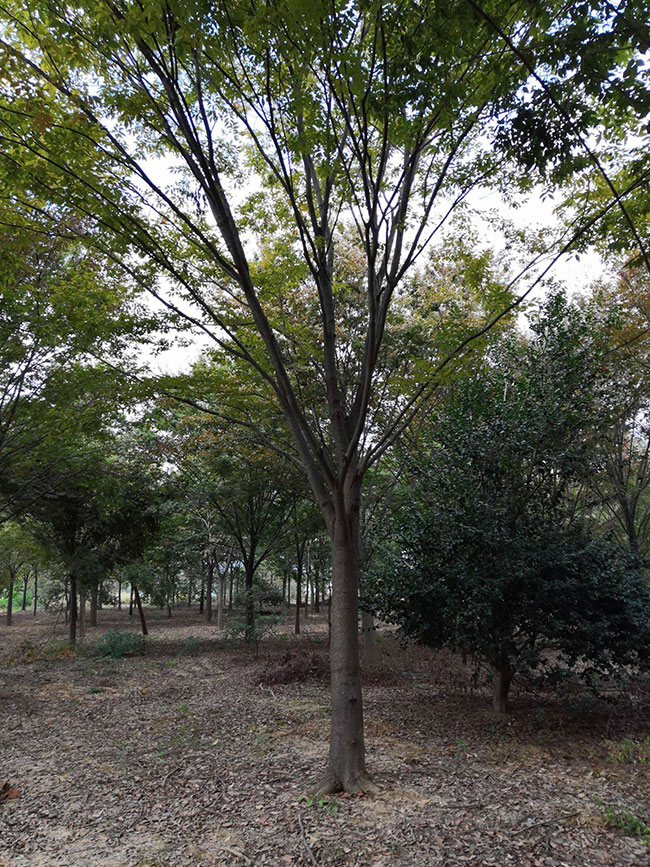 一年生紅櫸小苗多少錢一棵，