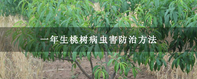 一年生桃樹病蟲害防治方法