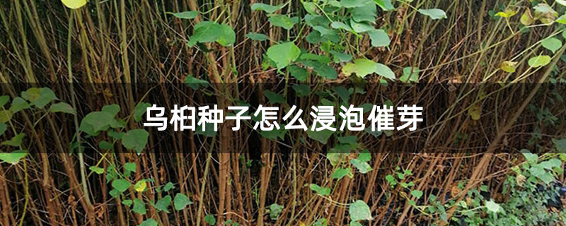 烏桕種子怎么浸泡催芽