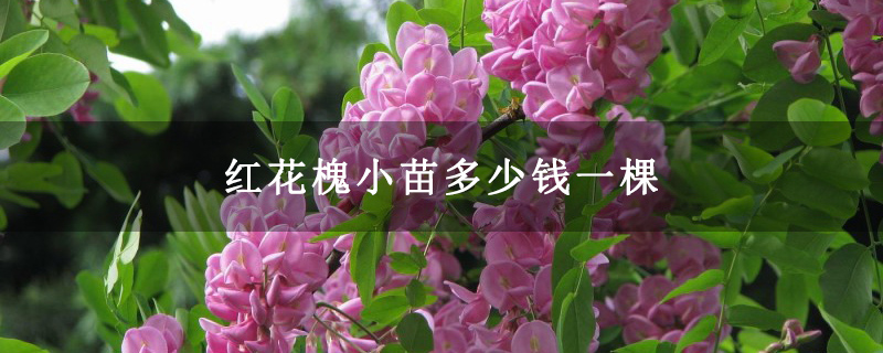 紅花槐小苗多少錢一棵
