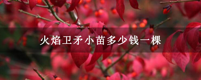 火焰衛矛小苗多少錢一棵