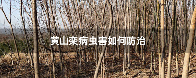 黃山欒病蟲害如何防治
