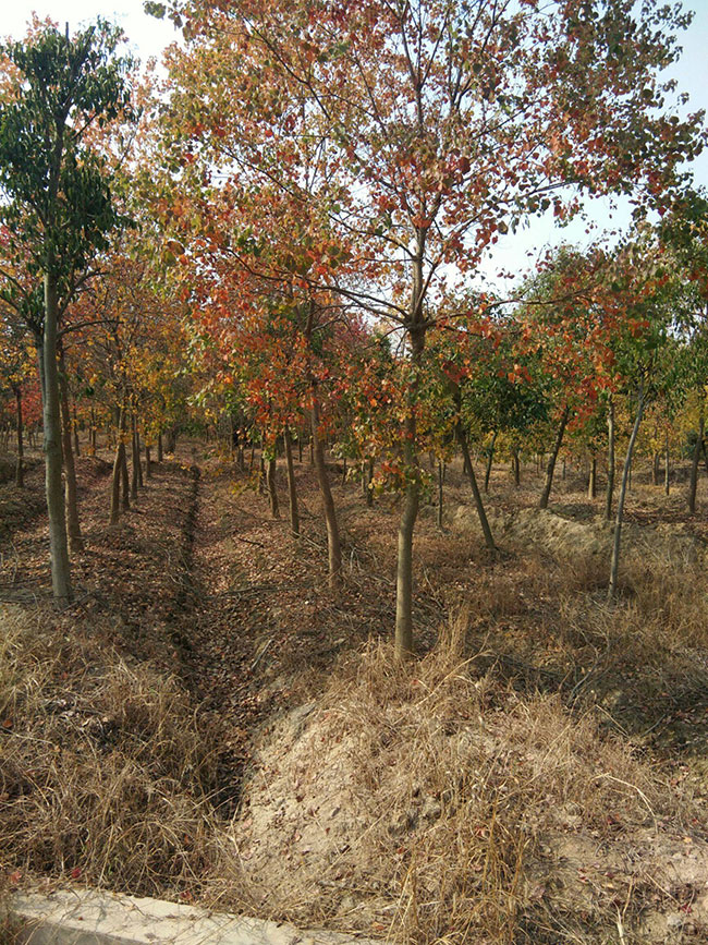 烏桕樹苗價格多少錢一棵?烏桕樹苗種植方法和注意事項