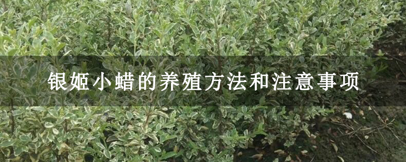 銀姬小蠟的養(yǎng)殖方法和注意事項(xiàng)