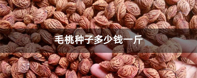毛桃種子多少錢一斤