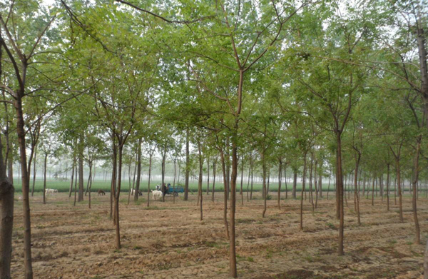 北欒基地實(shí)拍