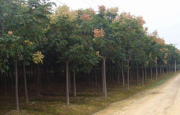 北欒基地實(shí)拍