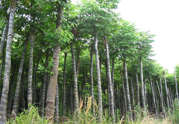 北欒基地實(shí)拍