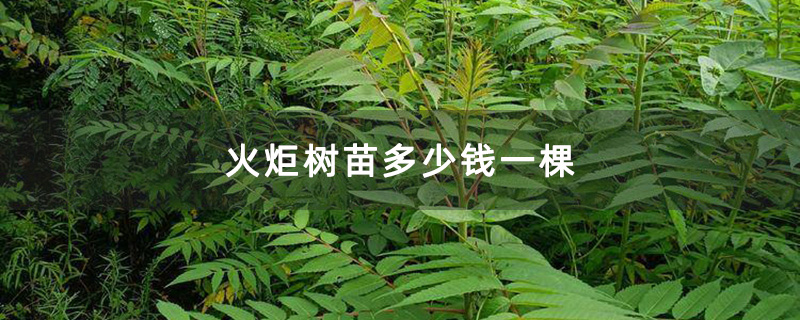 火炬樹(shù)小苗