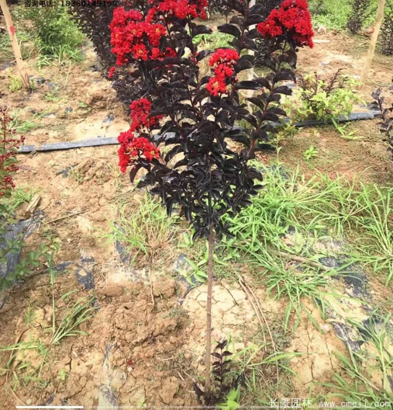 紫葉丹紅紫薇苗 紫葉丹紅紫薇苗