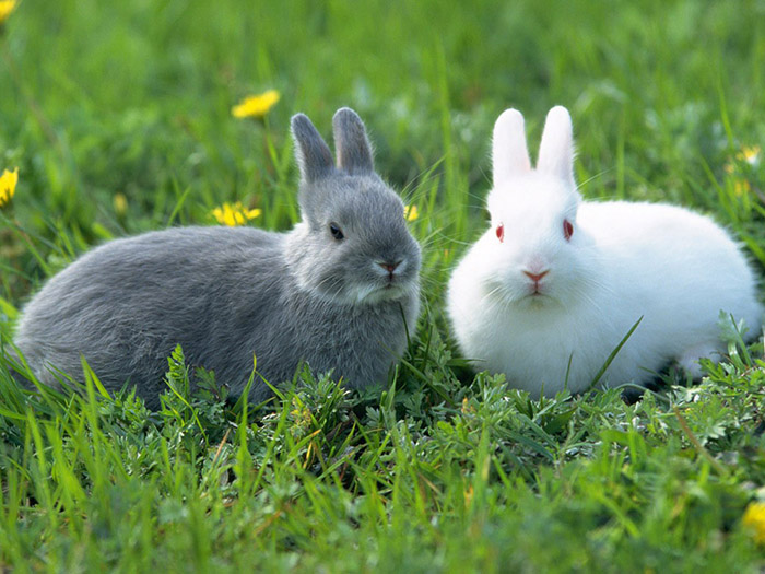 兔子吃的草牧草品種 兔子吃的草牧草品種