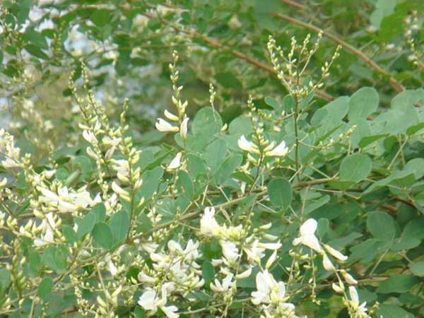 1713169392475683.jpg 1-1F509210511339.jpg