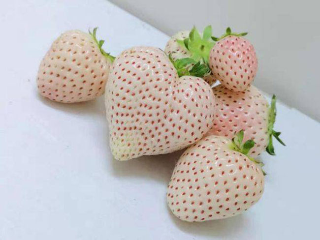 白草莓市場行情怎么樣？白草莓種植前景如何？