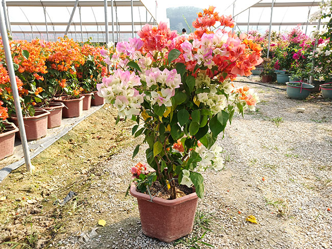 福建三角梅批發基地哪個好?大型三角梅批發基地介紹