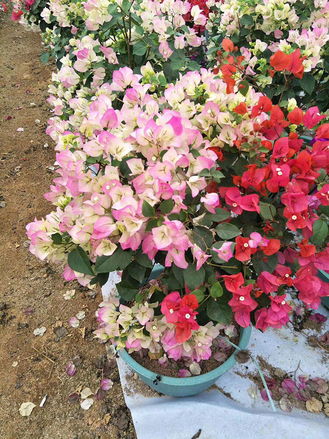 福建三角梅批發基地哪個好?大型三角梅批發基地介紹