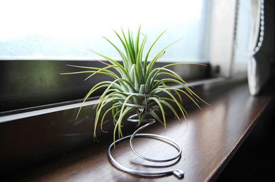 超好養(yǎng)活的植物