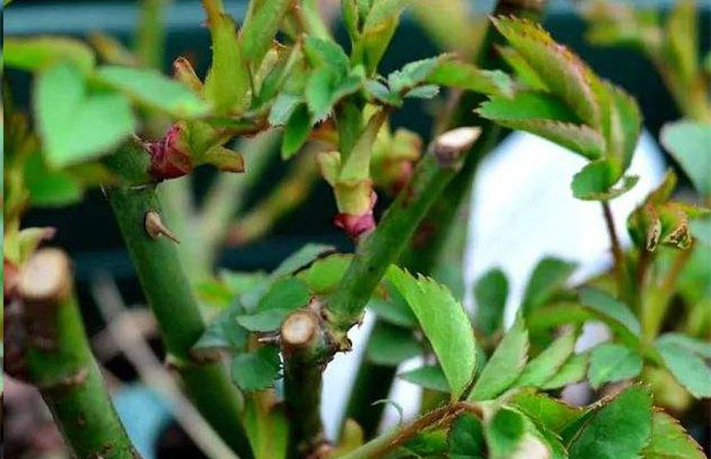 月季盲芽怎么修剪