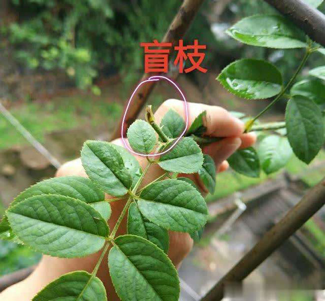 月季盲芽怎么修剪