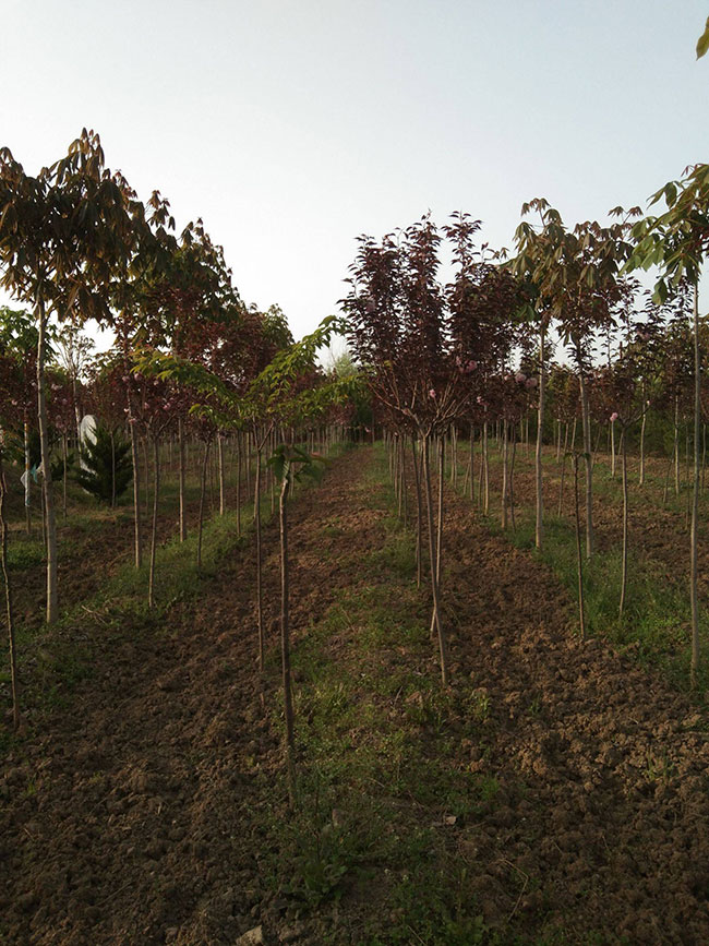 紅葉櫻花怎么扦插?櫻花樹扦插時間和方法