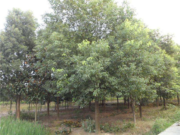 香樟種植基地 香樟種植基地