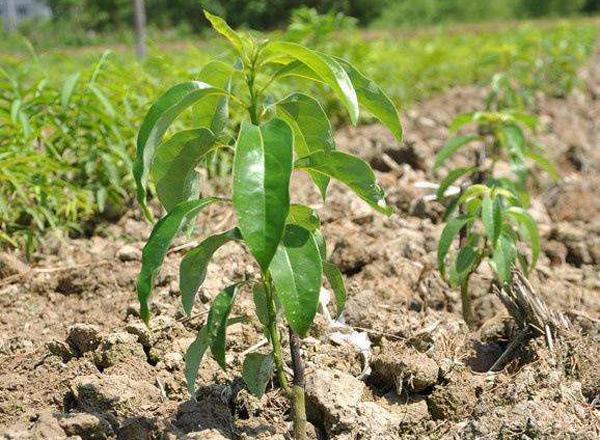 香樟小苗 香樟小苗