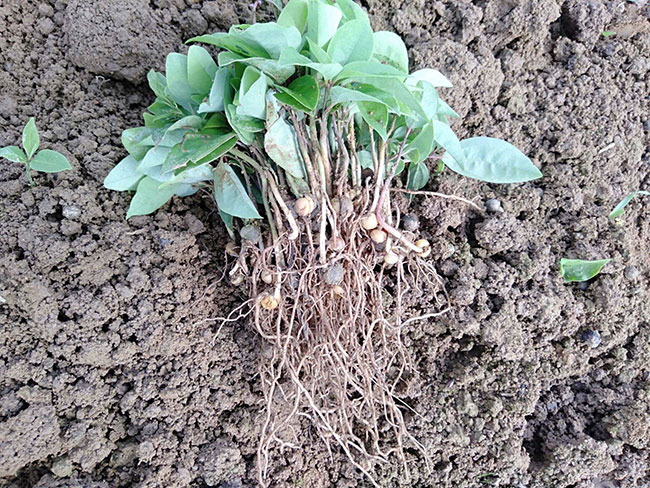 香樟樹冬天移植可以嗎?香樟樹苗的移植方法