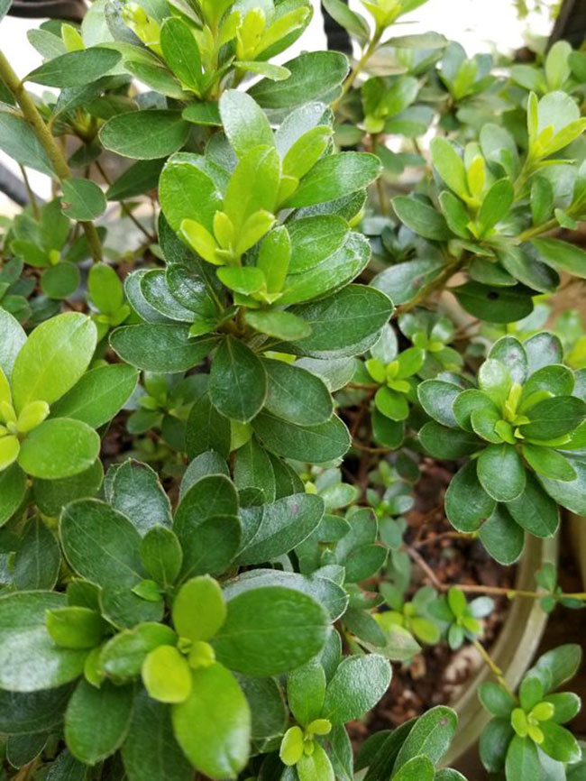 杜鵑花哪個季節(jié)開放?杜鵑花語和寓意