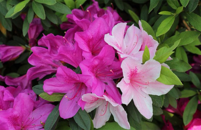 杜鵑花哪個季節(jié)開放?杜鵑花語和寓意