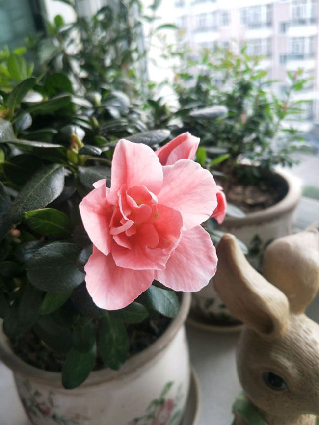 杜鵑花哪個季節(jié)開放?杜鵑花語和寓意