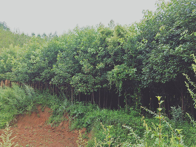 香樟小樹苗價格行情