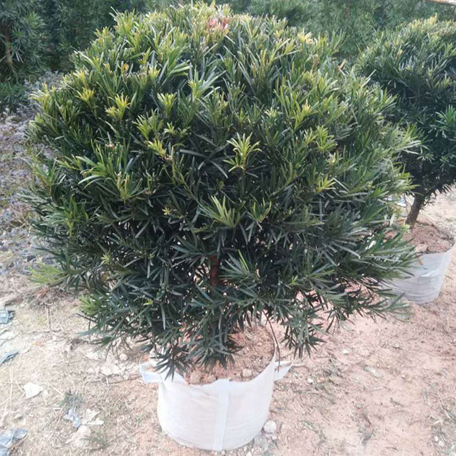 羅漢松種植前景好嗎?種植羅漢松經(jīng)濟(jì)效益