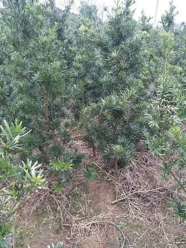 羅漢松種植前景好嗎?種植羅漢松經(jīng)濟(jì)效益