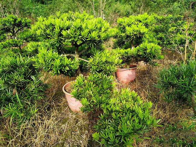 羅漢松種植前景好嗎?種植羅漢松經(jīng)濟(jì)效益